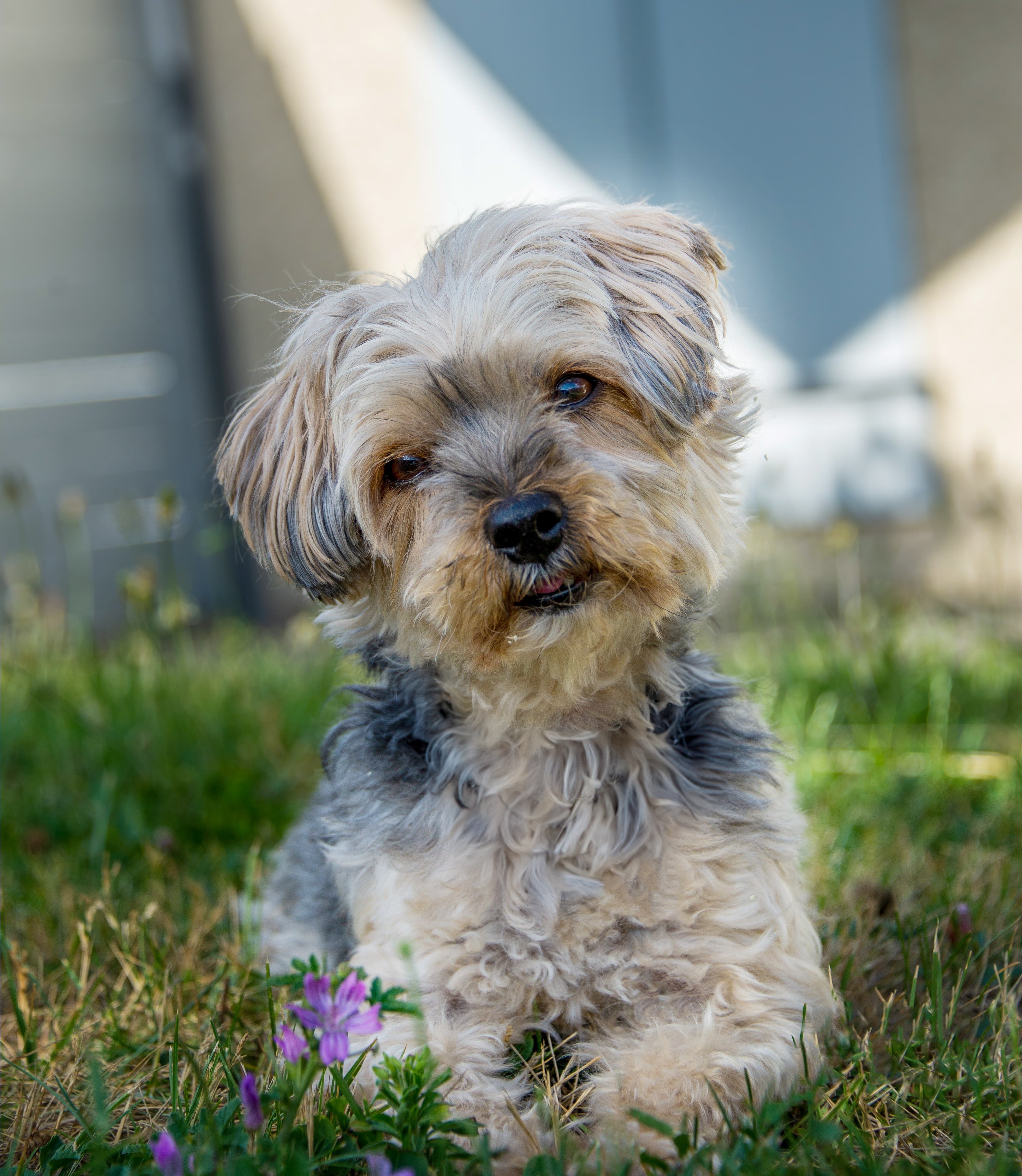 Photographie Nature et Animaux package